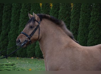 Inne kuce/małe konie, Klacz, 6 lat, 145 cm, Bułana