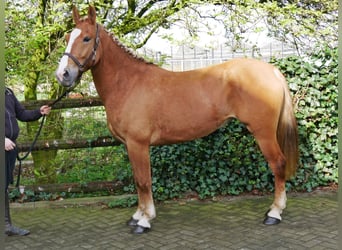 Inne kuce/małe konie, Klacz, 6 lat, 150 cm