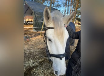 Inne kuce/małe konie, Klacz, 6 lat, 150 cm, Siwa