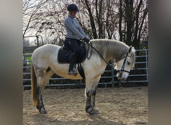 Inne kuce/małe konie, Klacz, 6 lat, 151 cm, Siwa jabłkowita