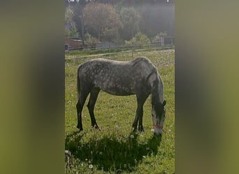 Inne kuce/małe konie Mix, Klacz, 7 lat, 140 cm, Siwa jabłkowita