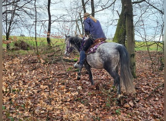 Inne kuce/małe konie, Klacz, 7 lat, 145 cm, Siwa jabłkowita