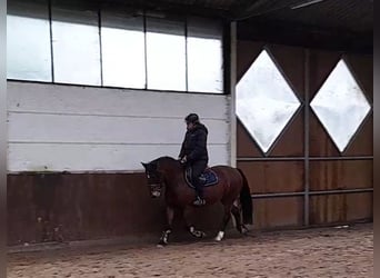 Inne kuce/małe konie, Klacz, 7 lat, 153 cm, Gniada