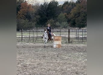 Inne kuce/małe konie, Klacz, 8 lat, 112 cm, Tarantowata