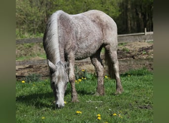 Inne kuce/małe konie Mix, Klacz, 8 lat, 138 cm, Siwa w hreczce