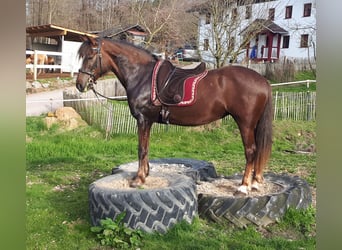 Inne kuce/małe konie, Klacz, 8 lat, 145 cm, Ciemnokasztanowata