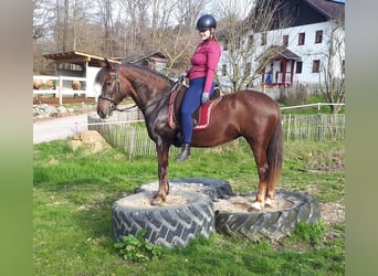 Inne kuce/małe konie, Klacz, 8 lat, 145 cm, Ciemnokasztanowata
