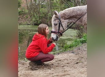 Inne kuce/małe konie Mix, Klacz, 9 lat, 140 cm, Siwa w hreczce