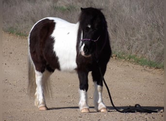 Inne kuce/małe konie, Klacz, 9 lat