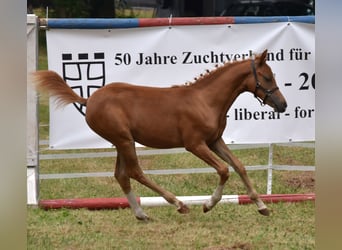 Inne kuce/małe konie, Klacz, Źrebak (03/2024), 139 cm, Kasztanowata