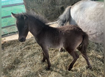 Inne kuce/małe konie, Klacz, Źrebak (06/2023), 90 cm, Karosiwa