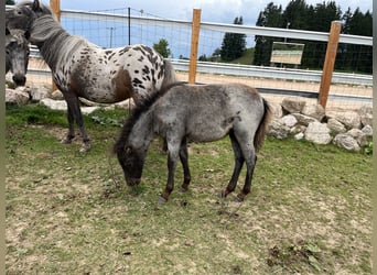 Inne kuce/małe konie, Klacz, Źrebak (06/2023), 90 cm, Karosiwa