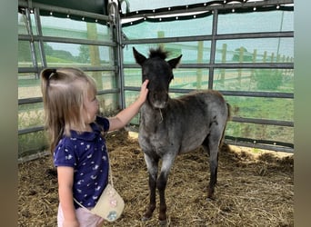 Inne kuce/małe konie, Klacz, Źrebak (06/2023), 90 cm, Karosiwa