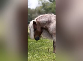 Inne kuce/małe konie, Ogier, 11 lat, 84 cm, Kasztanowatodereszowata