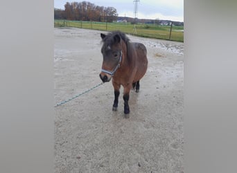 Inne kuce/małe konie Mix, Ogier, 1 Rok, 120 cm, Gniadodereszowata