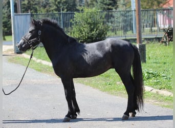 Inne kuce/małe konie, Ogier, 2 lat, 133 cm, Karosiwa