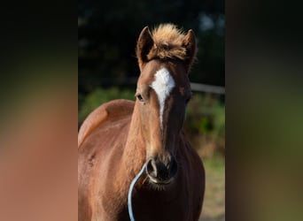 Inne kuce/małe konie, Ogier, 3 lat, 140 cm, Kasztanowata