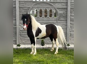 Inne kuce/małe konie, Ogier, 4 lat, 104 cm, Srokata