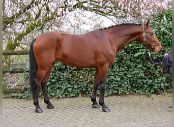 Inne kuce/małe konie, Ogier, 6 lat, 160 cm