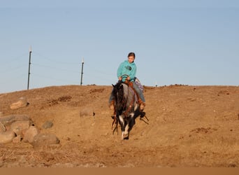 Inne kuce/małe konie, Wałach, 10 lat, 130 cm, Karodereszowata