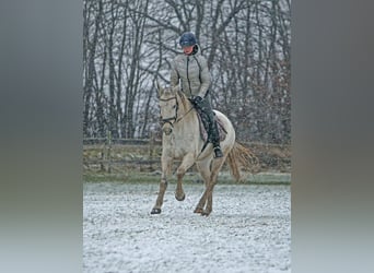 Inne kuce/małe konie, Wałach, 10 lat, 152 cm, Siwa
