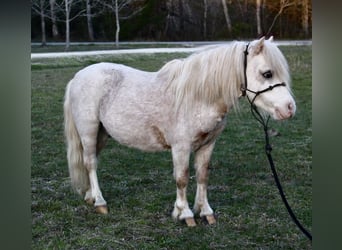 Inne kuce/małe konie, Wałach, 10 lat, 84 cm, Kasztanowatodereszowata