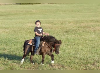 Inne kuce/małe konie, Wałach, 10 lat, 89 cm, Karodereszowata