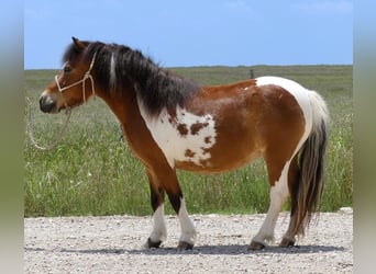 Inne kuce/małe konie, Wałach, 10 lat, 97 cm, Srokata