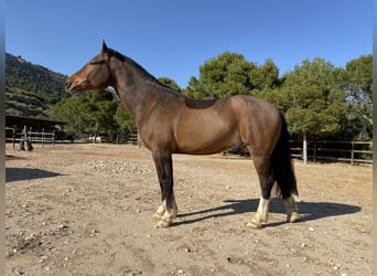 Inne kuce/małe konie, Wałach, 10 lat, Jelenia