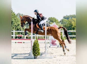 Inne kuce/małe konie, Wałach, 11 lat, 155 cm, Ciemnokasztanowata