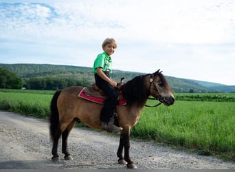 Inne kuce/małe konie, Wałach, 11 lat, 91 cm, Jelenia
