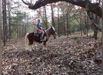 Inne kuce/małe konie, Wałach, 11 lat, 97 cm, Ciemnokasztanowata