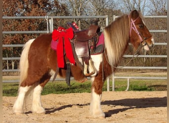 Inne kuce/małe konie, Wałach, 11 lat, 97 cm, Ciemnokasztanowata