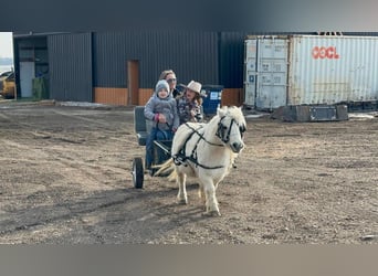 Inne kuce/małe konie, Wałach, 12 lat, 89 cm, Siwa