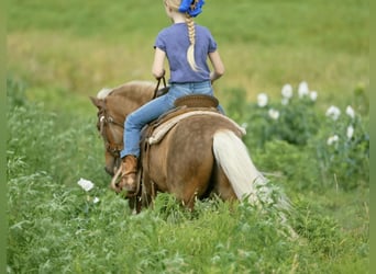 Inne kuce/małe konie, Wałach, 13 lat, 102 cm, Izabelowata