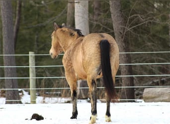 Inne kuce/małe konie, Wałach, 13 lat, 142 cm, Jelenia
