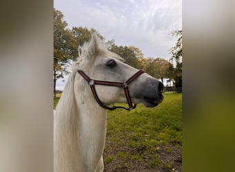 Inne kuce/małe konie Mix, Wałach, 14 lat, 146 cm, Siwa jabłkowita