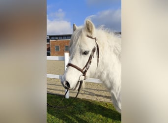 Inne kuce/małe konie, Wałach, 17 lat, 124 cm, Siwa