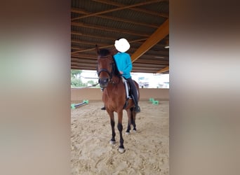 Inne kuce/małe konie, Wałach, 17 lat, 135 cm, Gniada