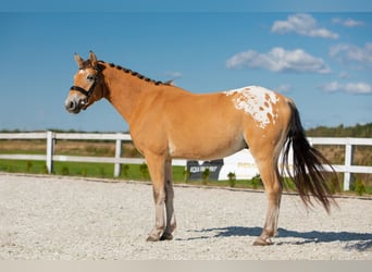 Inne kuce/małe konie Mix, Wałach, 3 lat, 145 cm, Tarantowata