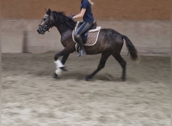 Inne kuce/małe konie, Wałach, 3 lat, 147 cm, Jelenia