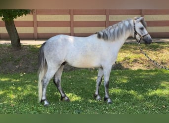 Inne kuce/małe konie, Wałach, 4 lat, 117 cm, Siwa