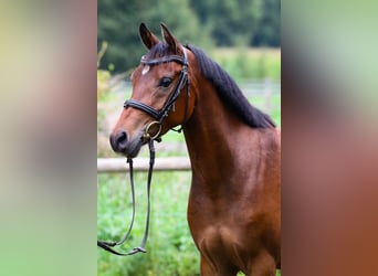 Inne kuce/małe konie, Wałach, 4 lat, 142 cm, Gniada