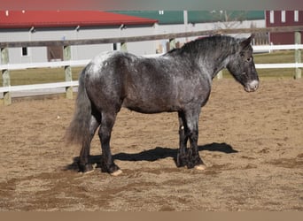 Inne kuce/małe konie Mix, Wałach, 4 lat, 142 cm, Karodereszowata