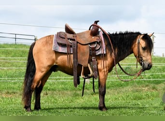 Inne kuce/małe konie, Wałach, 5 lat, 112 cm, Jelenia