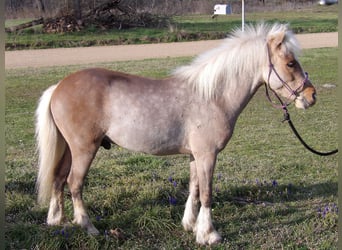 Inne kuce/małe konie, Wałach, 5 lat, 91 cm, Izabelowata