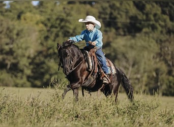 Inne kuce/małe konie, Wałach, 6 lat, 107 cm, Kara