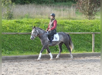 Inne kuce/małe konie, Wałach, 6 lat, 143 cm, Siwa