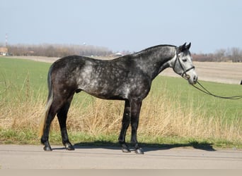 Inne kuce/małe konie, Wałach, 6 lat, 150 cm, Siwa jabłkowita