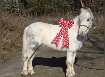 Inne kuce/małe konie, Wałach, 6 lat, 91 cm, Siwa